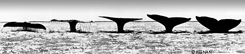 Whale Tails